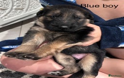 German Shepherd dogs for sale: Beautiful purebred German shepherd puppies - Image 18