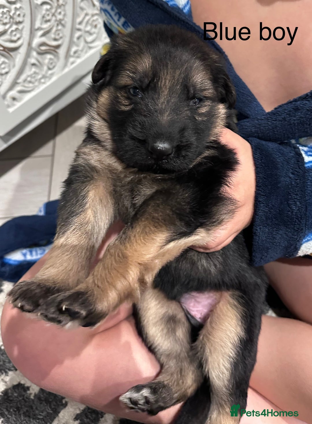 German Shepherd dogs for sale: Beautiful purebred German shepherd puppies - Image 18