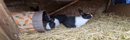 Dutch rabbits for sale: Diddy little Dutch buns- super friendly - M and F - Advert 11