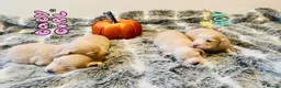 Miniature Dachshund dogs for sale: Cream Long-hair Minuature Dachshunds - Advert 3