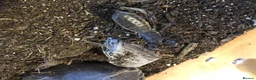 Mixed Breed invertebrates for sale: Various inverts for sale moving house - Advert 2