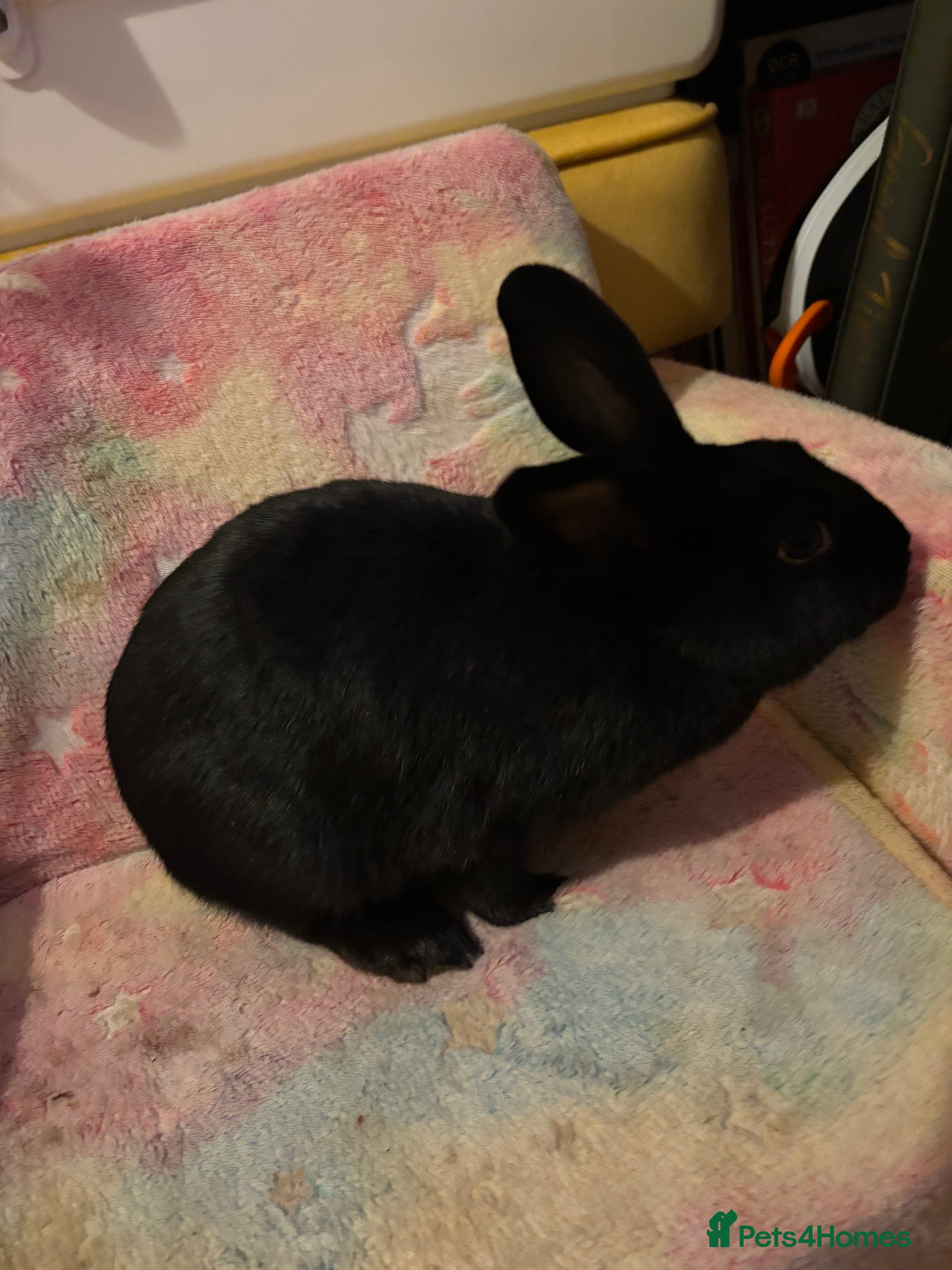 Mixed Breed rabbits Lionhead/rex rabbits for sale need gone asap - Advert 1