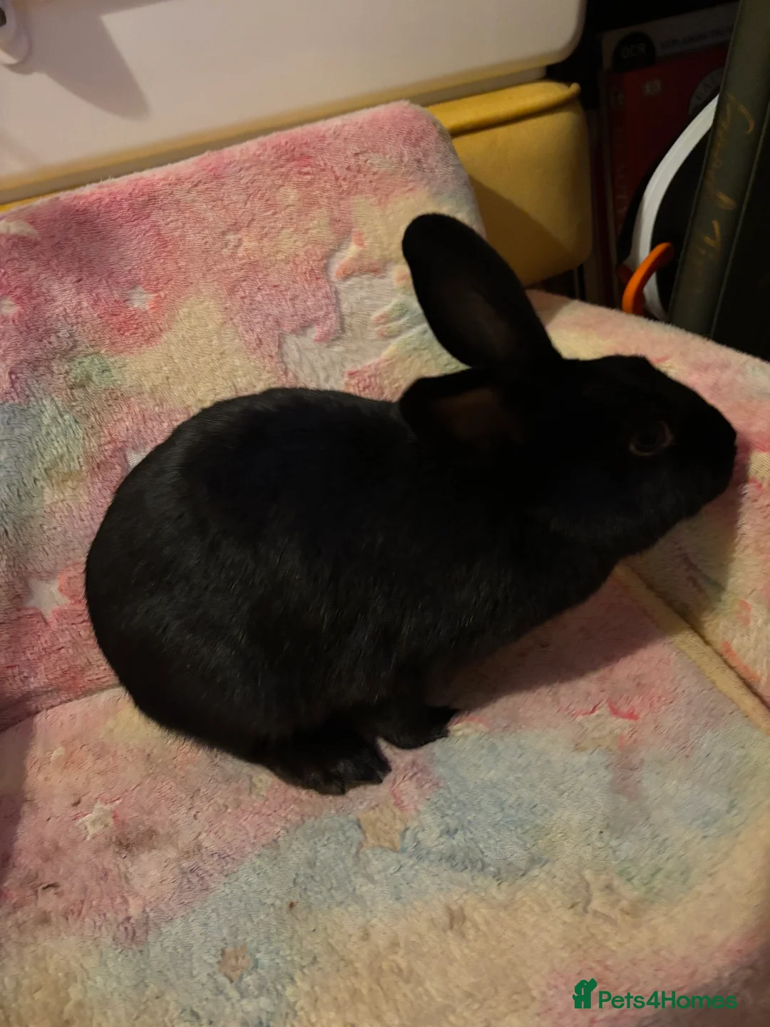 Mixed Breed rabbits for sale: Lionhead/rex rabbits for sale need gone asap in Salisbury - Advert 1