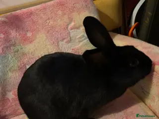 Mixed Breed rabbits Lionhead/rex rabbits for sale need gone asap - Advert 1