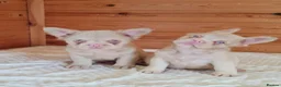 French Bulldog dogs for sale: Fluffy pink husky  **  in Stoke-on-Trent - Advert 24