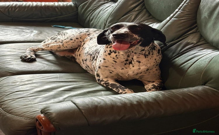 German Shorthaired Pointer dogs - Advert 1