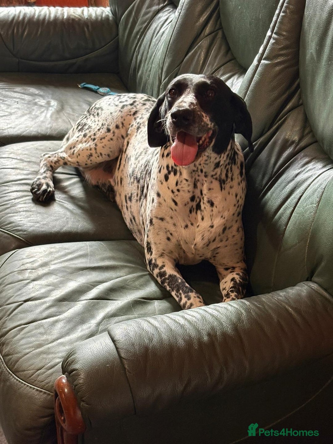 German Shorthaired Pointer dogs for sale: Beautiful German pointer girl  - Image 1