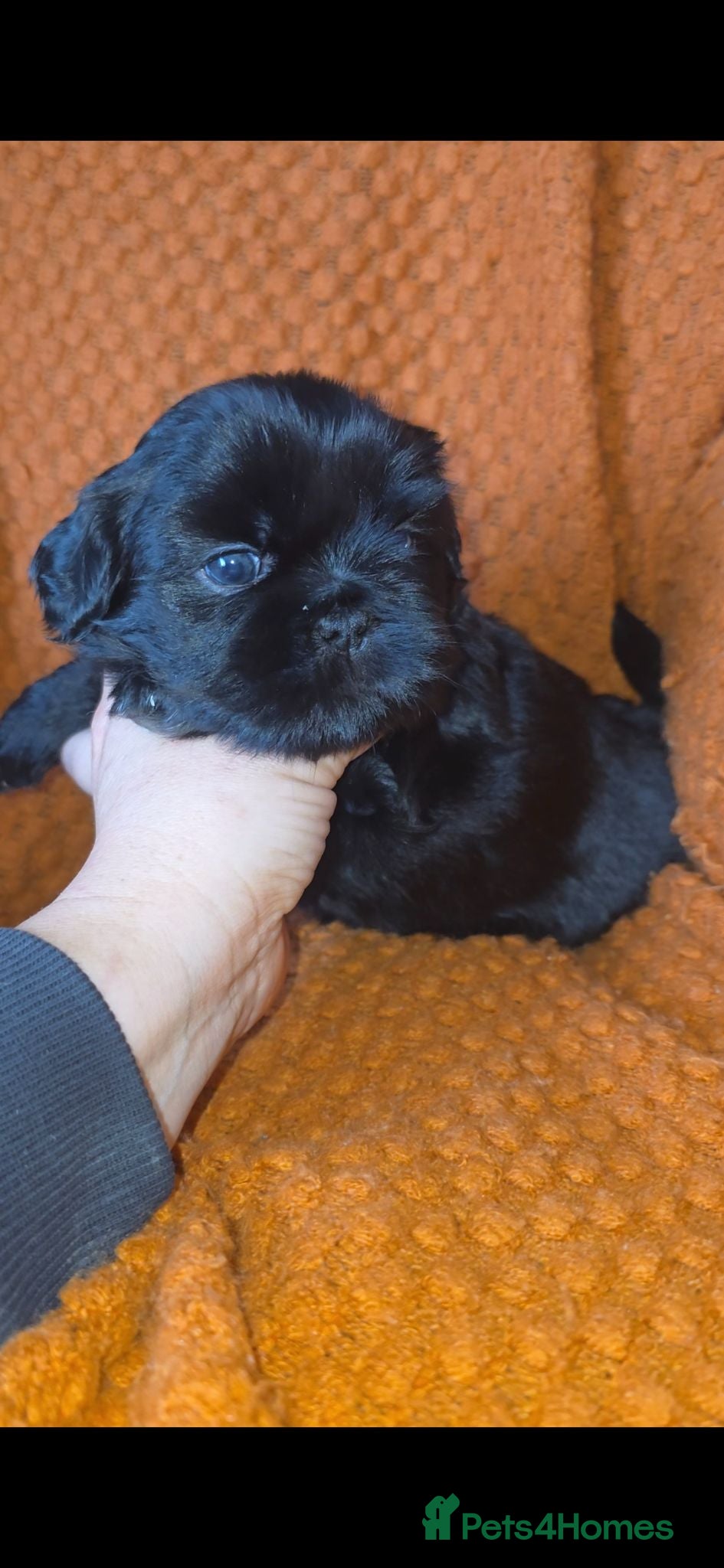 Shih Tzu dogs Beautiful Shih Tzu Puppies 5 girls 1 boy - Advert 2