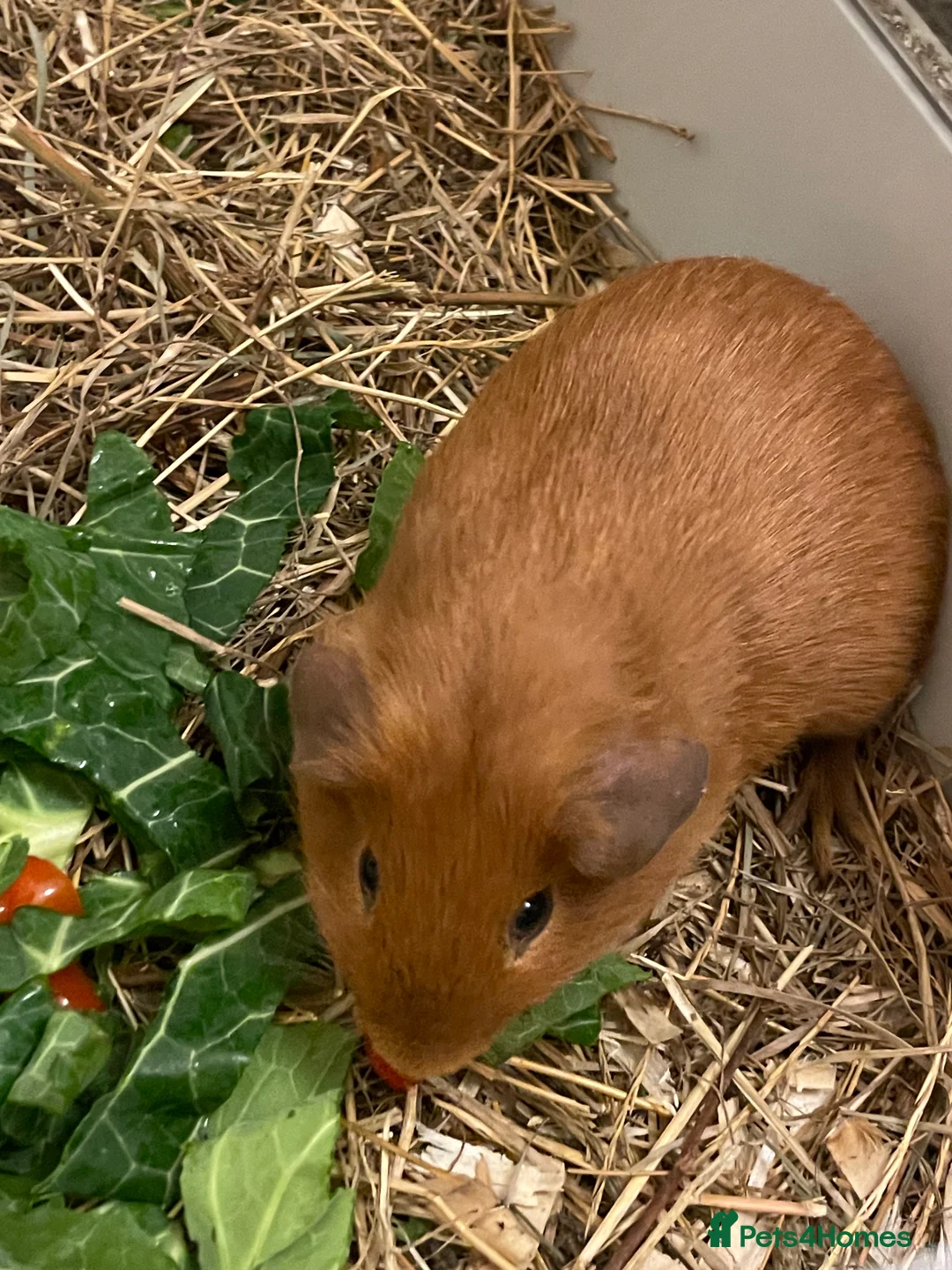 Guinea Pig rodents for sale: Ginger Male Guinea Pig - Advert 3