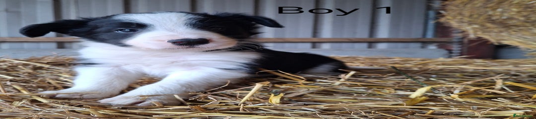 Border Collie Puppy 1