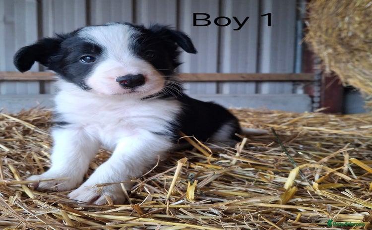 Border Collie dogs - Advert 8