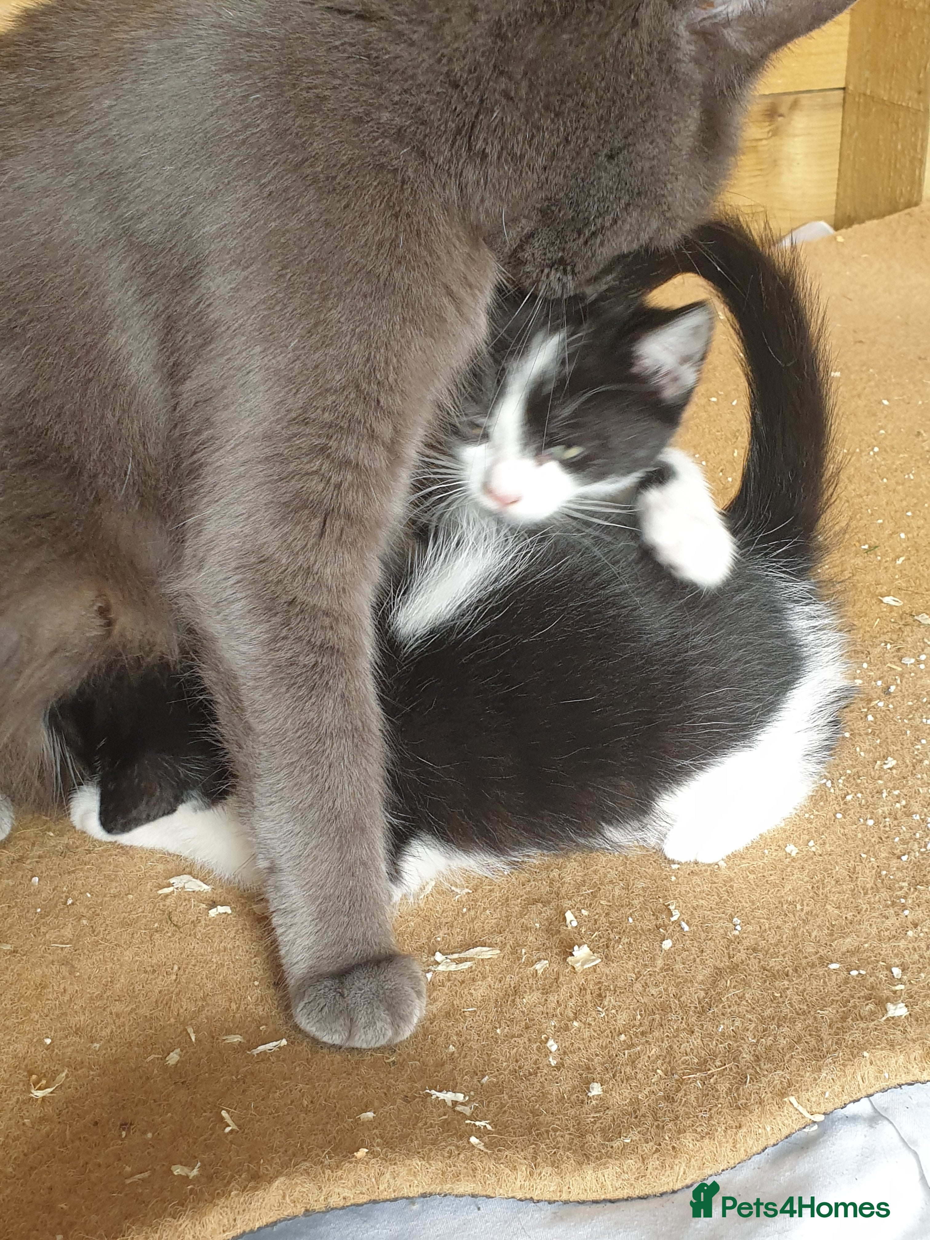 Mixed Breed cats Black and white male kitten - Advert 1
