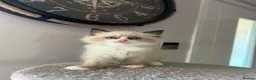 Ragdoll cats for sale: Beautiful Ragdoll Kittens Ready Soon 🐾 - Advert 10