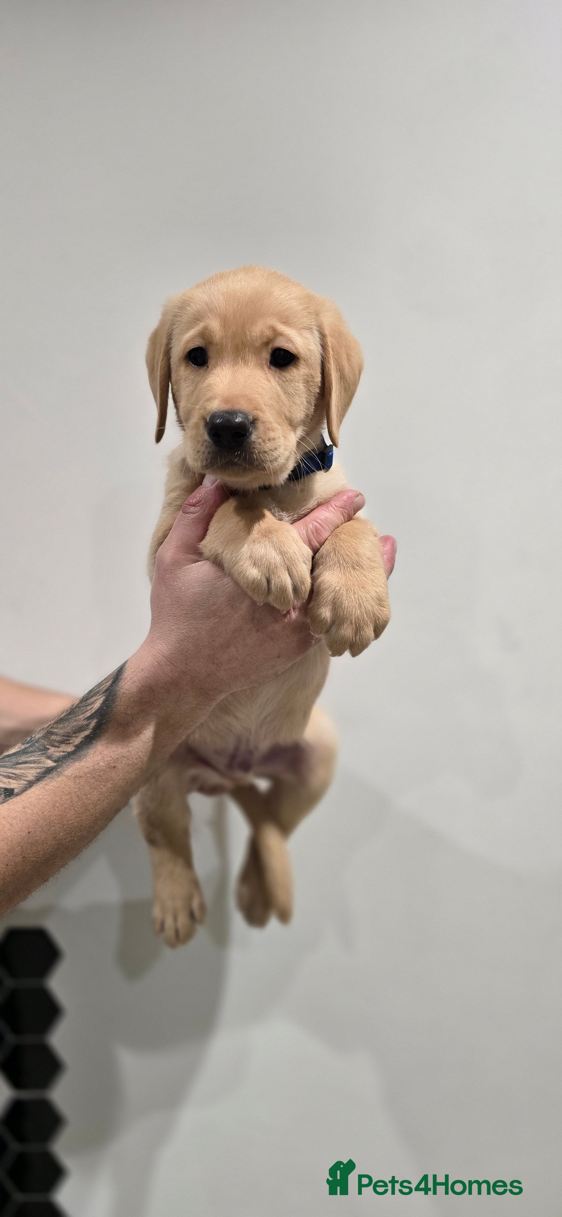Labrador Retriever dogs Labrador puppies - Advert 11