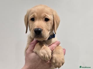 Labrador Retriever dogs Labrador puppies - Advert 11