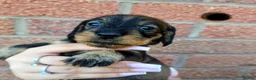 Dachshund dogs for sale: Miniature wire dachshund puppies - Advert 25
