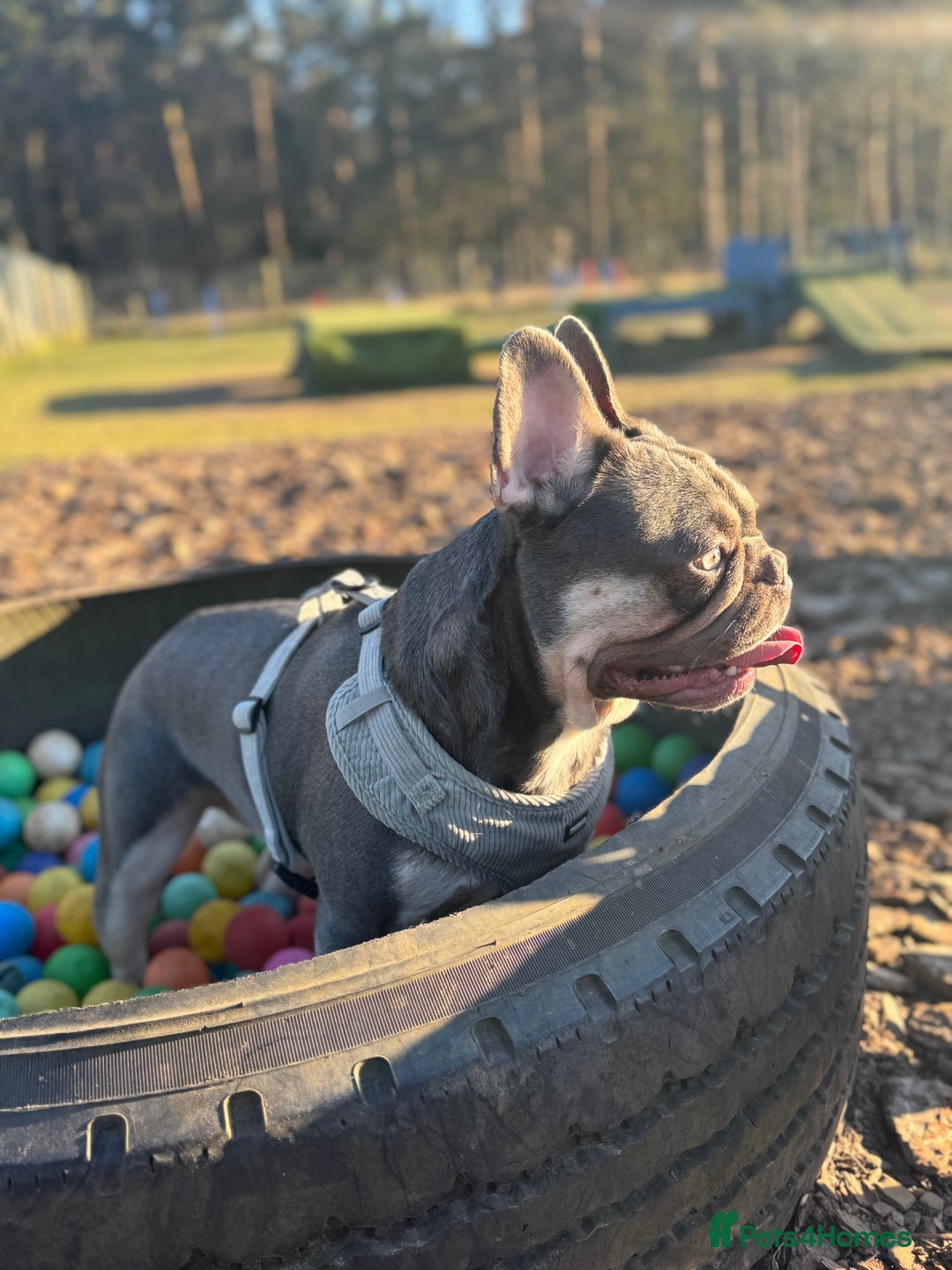 French Bulldog dogs for sale: French bulldog  - Image 6