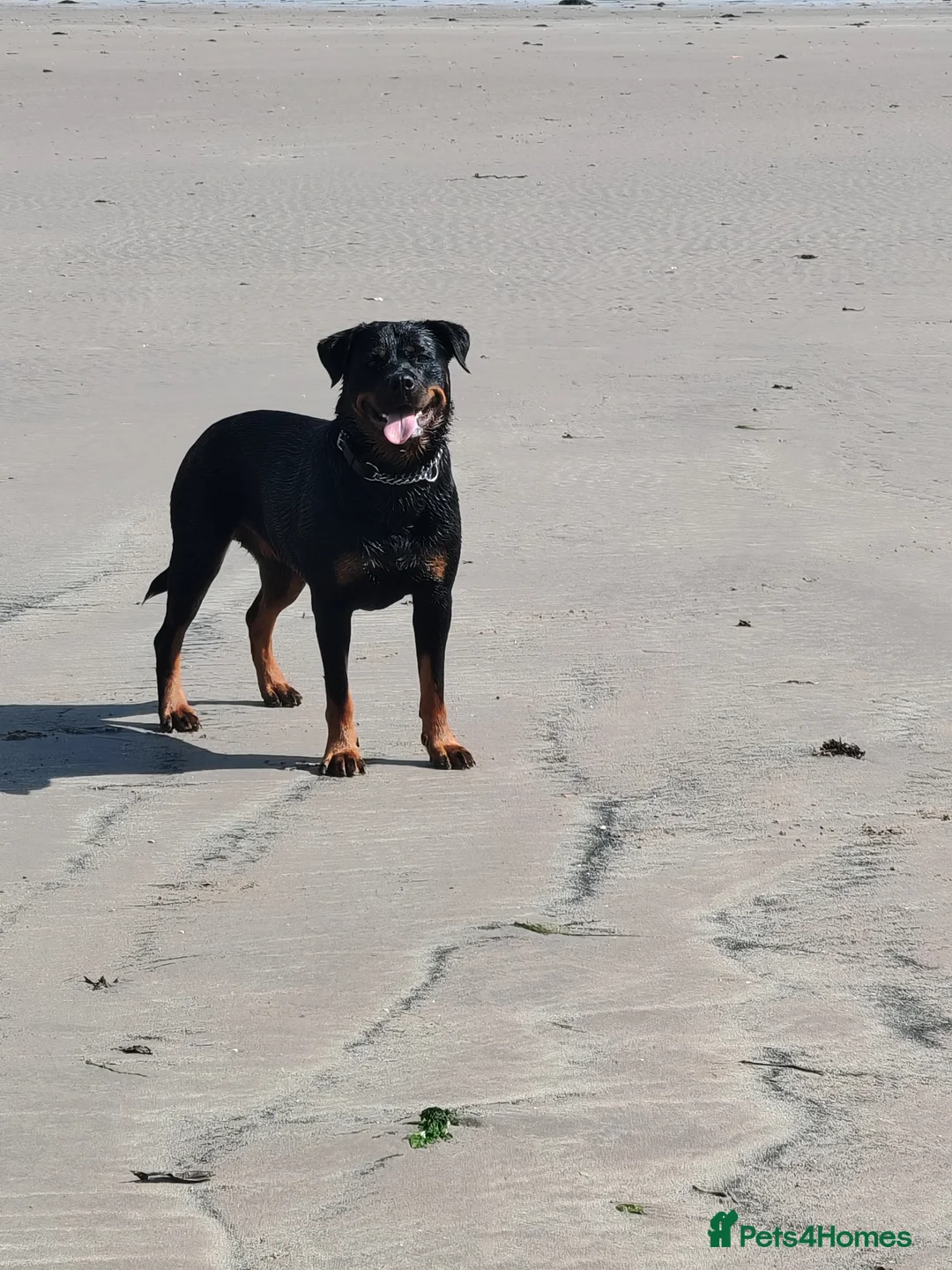 Rottweiler dogs for sale: Rottweiler puppies  in Haverfordwest - Advert 2