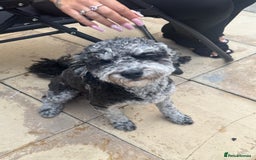 Miniature Poodle dogs for stud:  Mearl Miniature poodle sw8 London  - Image 4