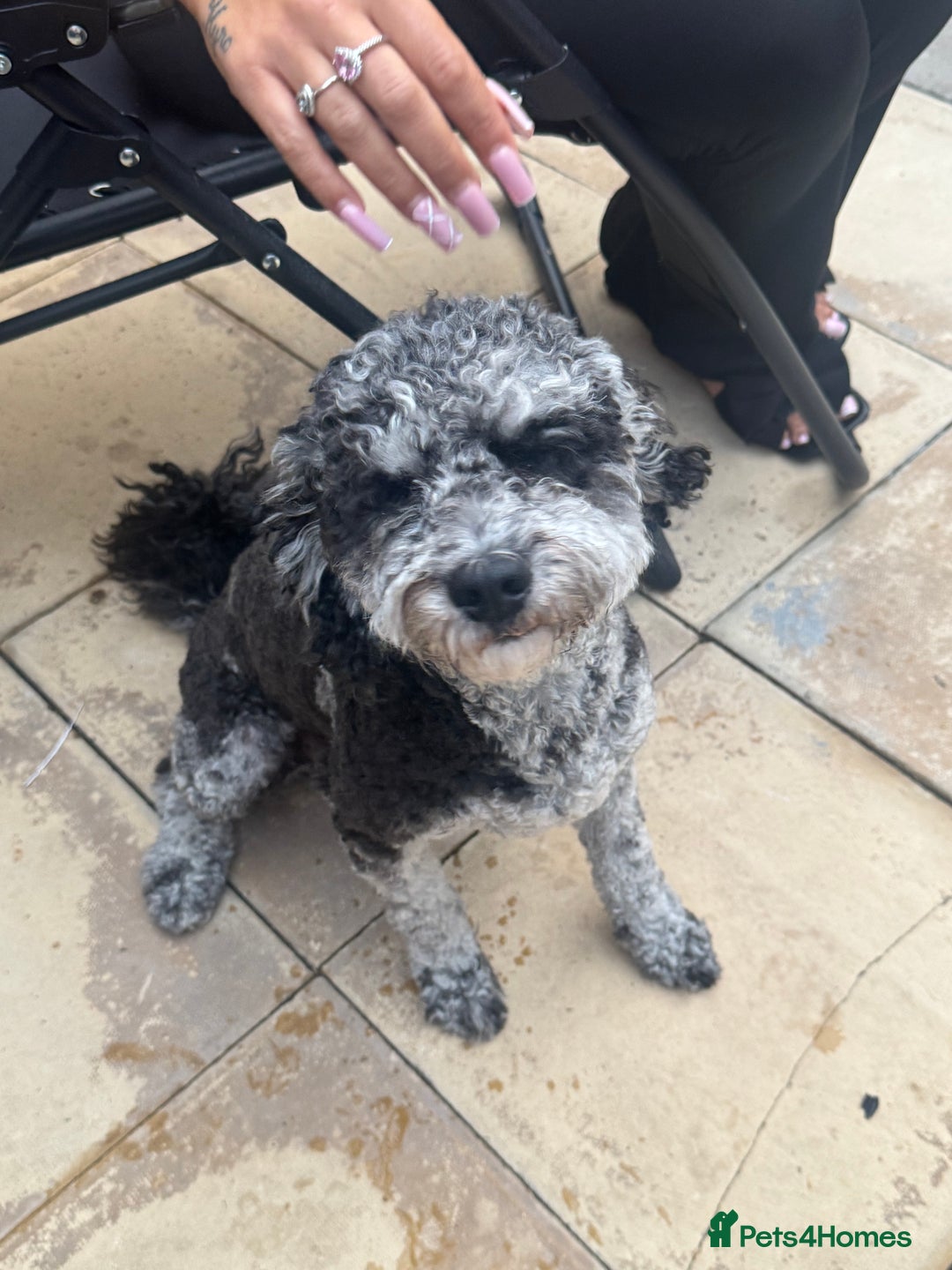 Miniature Poodle dogs for stud:  Mearl Miniature poodle sw8 London  - Image 4