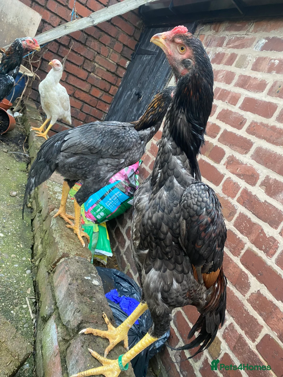 Hens poultry for sale: O shamo, shamo, Pakistani aseel and miwali   - Advert 30