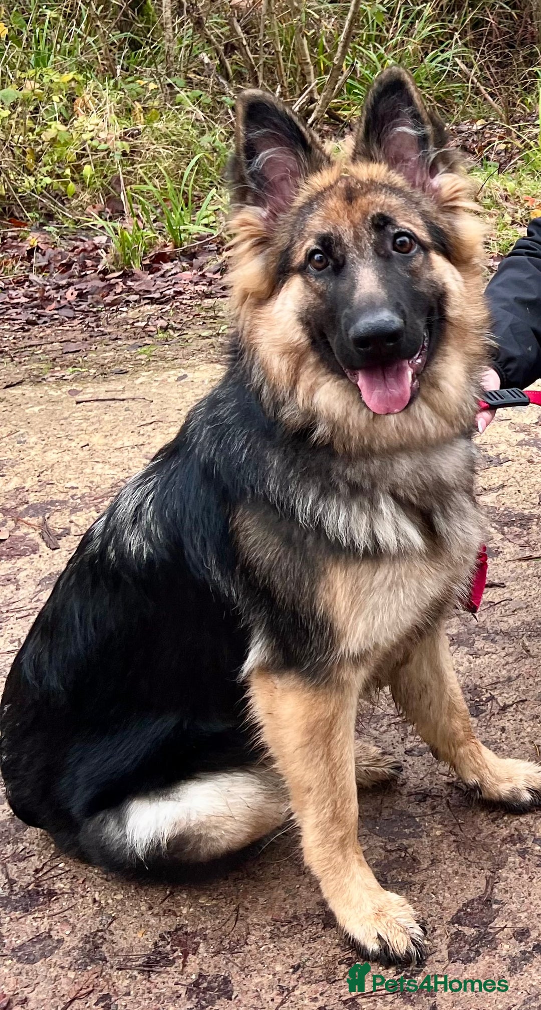 German Shepherd dogs for sale: Female German Shepherd Pup - Advert 1