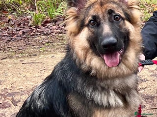 German Shepherd dogs Female German Shepherd Pup - Advert 1