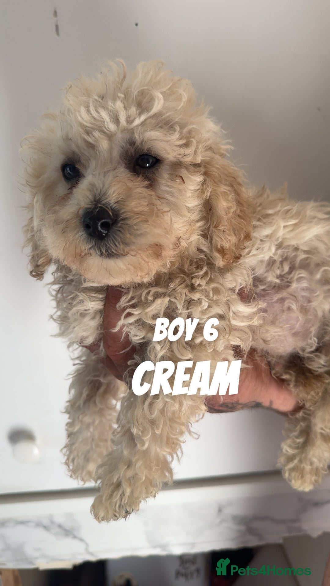 Toy Poodle dogs for sale: 5 True Traditional Toy Poodle Boys 💙 READY TODAY! - Image 9
