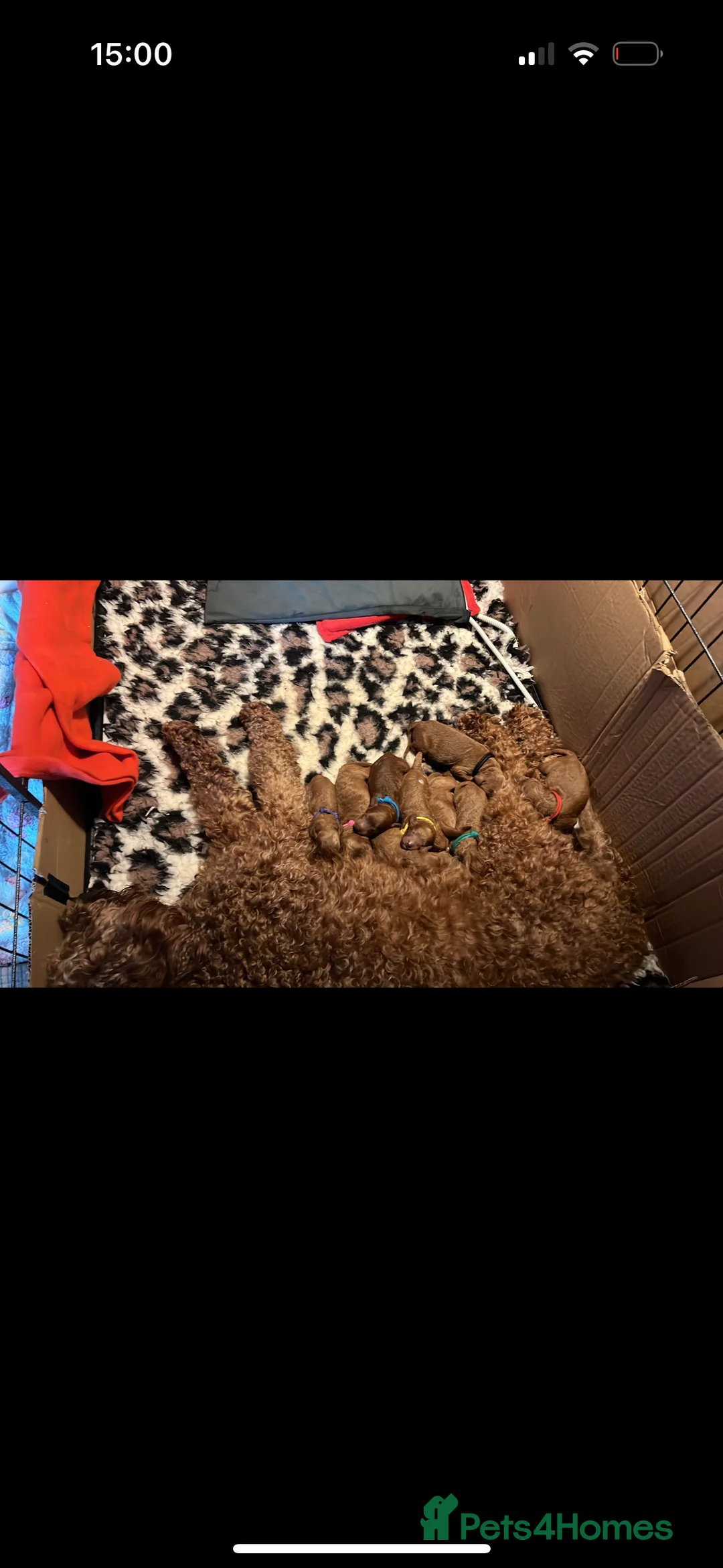 Miniature Poodle dogs for stud: Deep red KC reg miniature poodle stud in Tonbridge - Advert 8