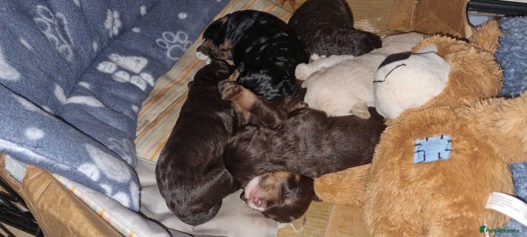 Westiepoo dogs for sale: WESTIEPOOS MAGiCAL X's SUPER SMOOTH SILKY n SOFT - Advert 17