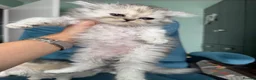 Persian cats for sale: Beautiful Persian Kittens Available forLovingHomes - Advert 3