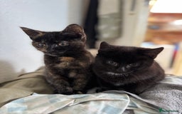 Domestic Shorthair cats for sale: Female tortoise shell and fluffy black  - Advert 9