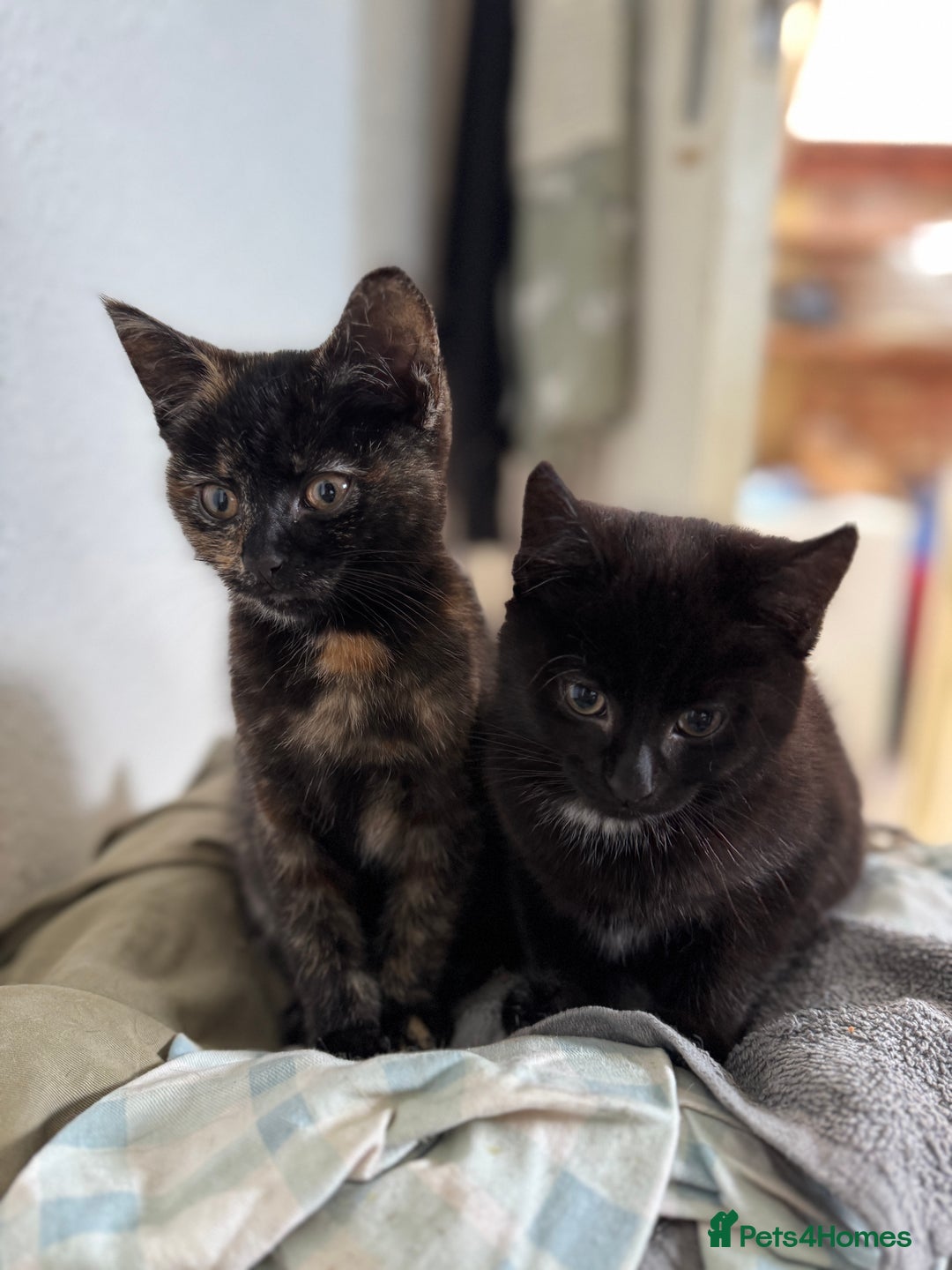 Domestic Shorthair cats for sale: Female tortoise shell and fluffy black  - Advert 9