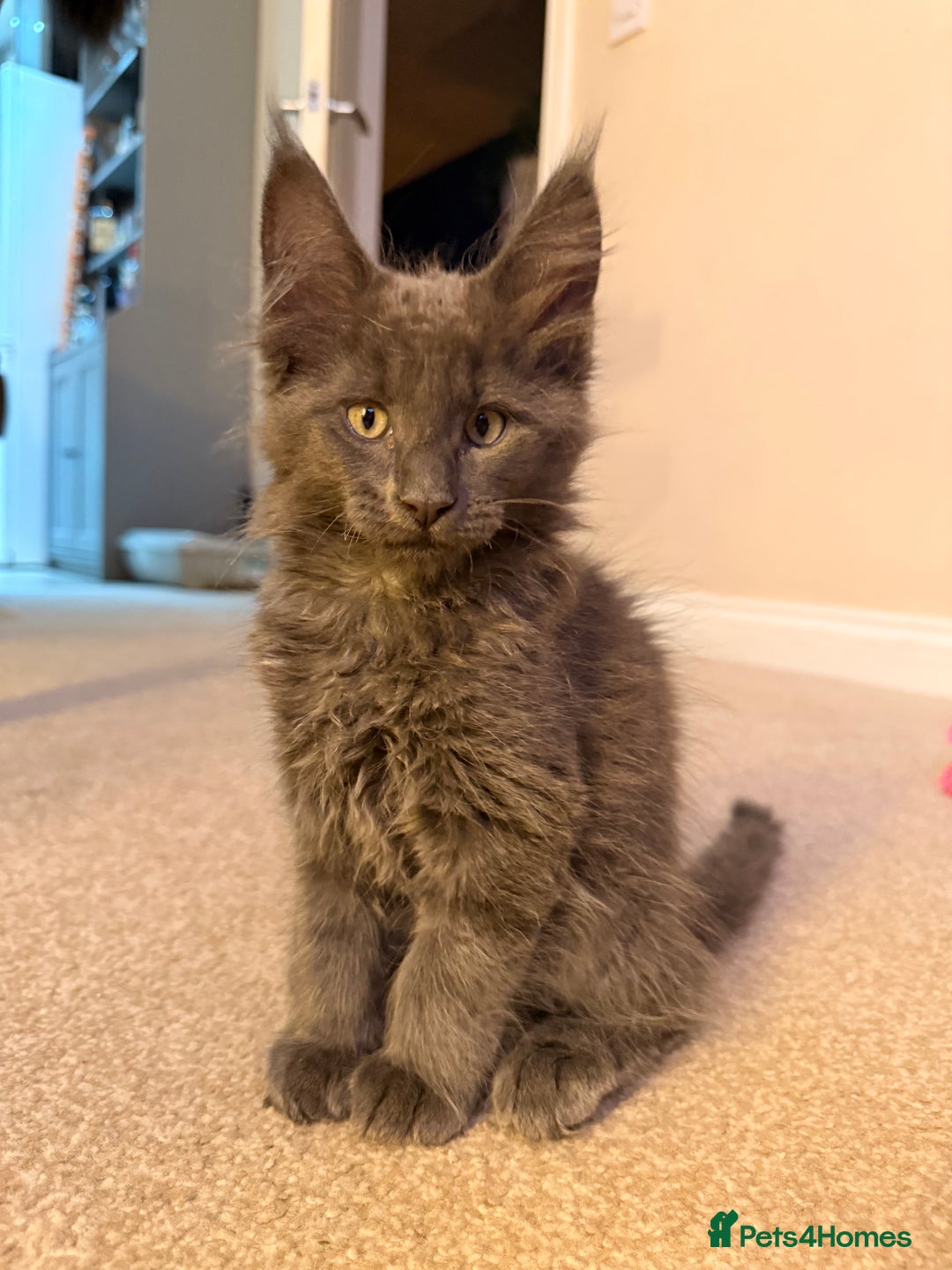 Maine Coon cats for sale: 6 remaining kittens - Advert 29