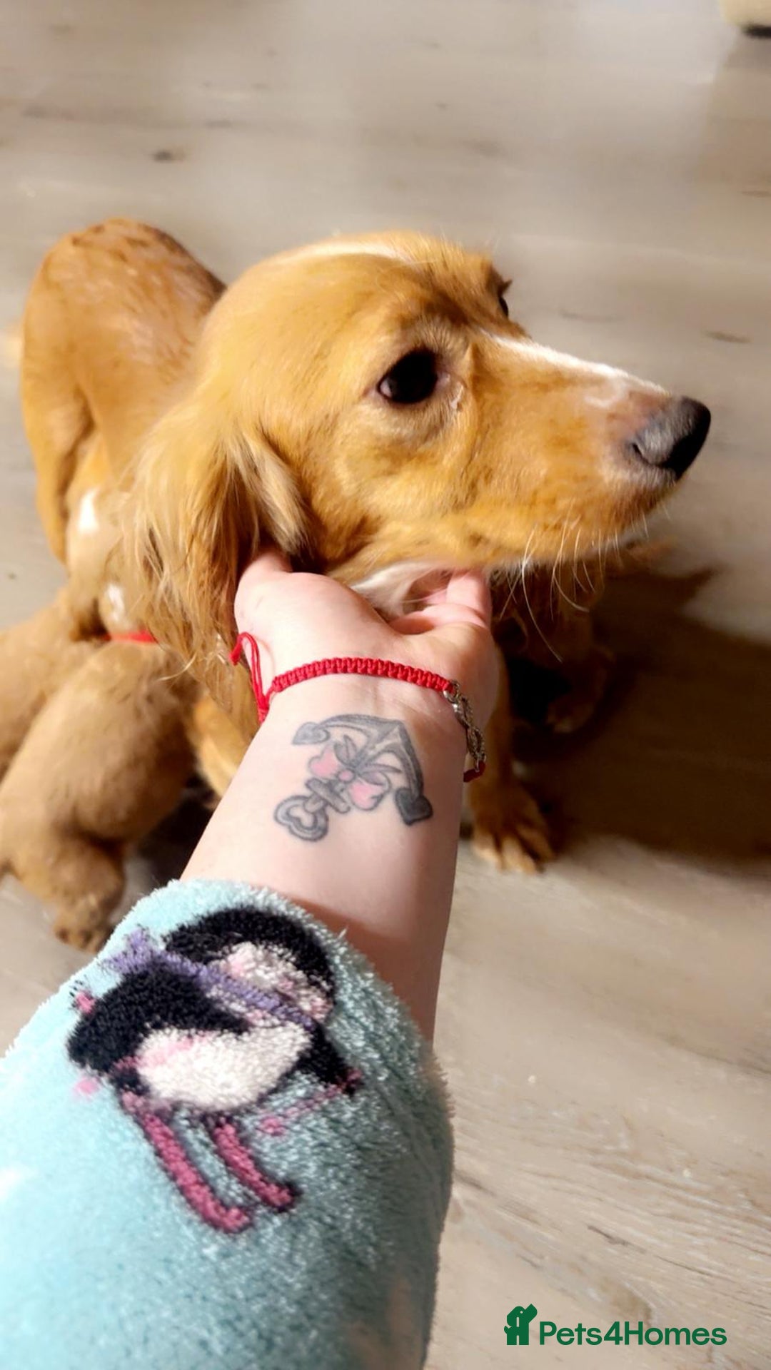 Cocker Spaniel dogs for sale: Cocker spaniel pups - Advert 7