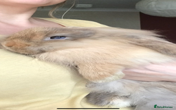 Mini Lion Lop rabbits for sale: Unique Bunnies  - Image 10