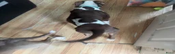Mixed Breed dogs for sale: 6 month old kilo  in Birmingham - Advert 3