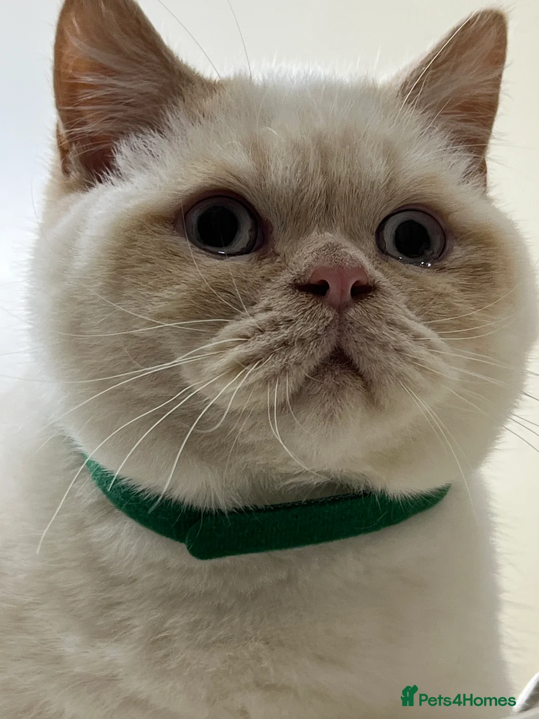 British Shorthair cats for sale: British Longhair & British Shorthair. - Advert 15