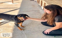 Mixed Breed dogs for adoption: Gambit, 5 yrs approx. Available for adoption. - Image 4