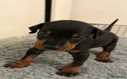 Dobermann dogs for sale: KC Registered Champion-lines Dobermans - Image 10