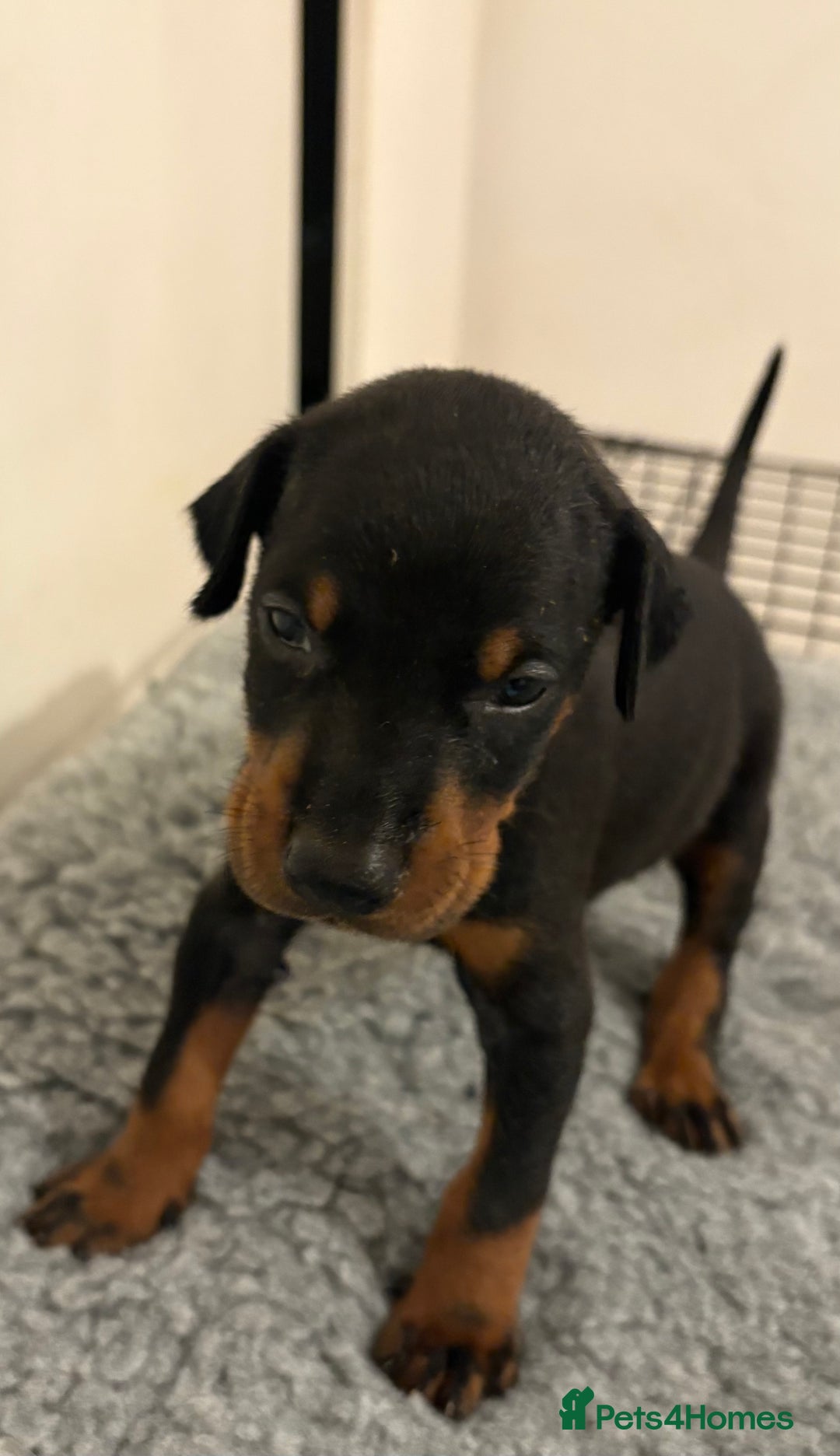 Dobermann dogs for sale: KC Registered Champion-lines Dobermans - Image 10