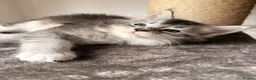 Maine Coon cats for sale: 🐾Beautiful Maine Coon Kittens 🐾 - Advert 6