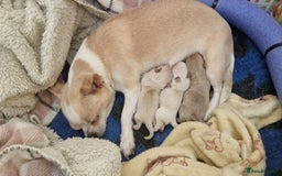 Chihuahua dogs for sale: Short-Haired Applehead Chihuahuas - Image 8