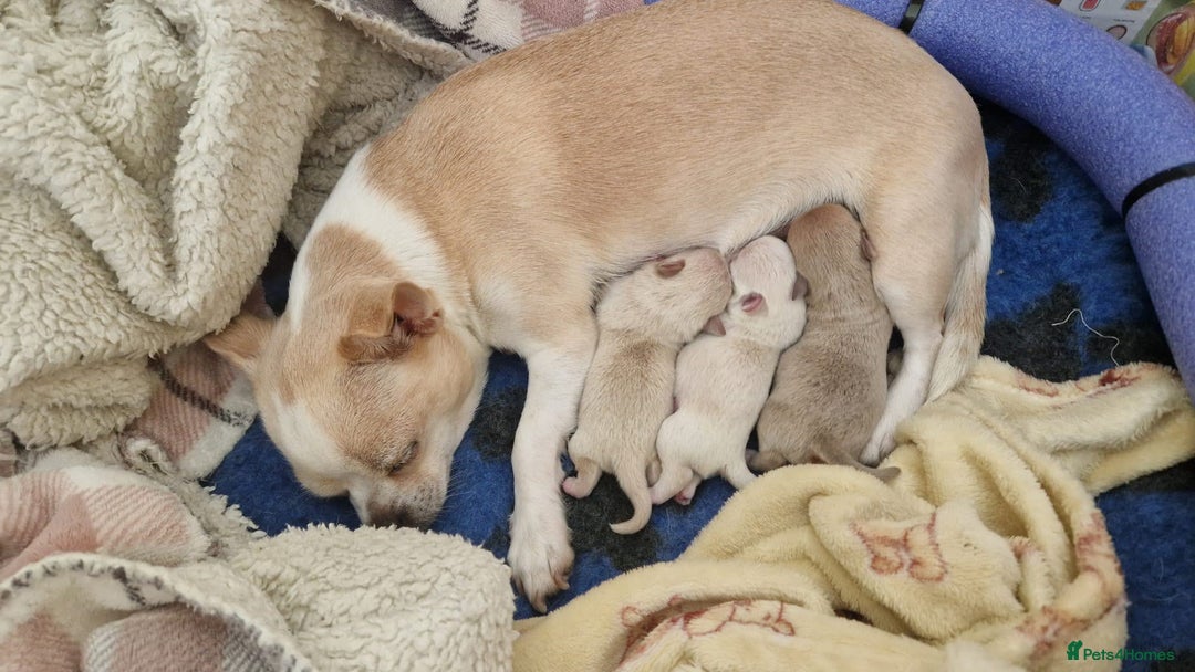 Chihuahua dogs for sale: Short-Haired Applehead Chihuahuas - Image 8