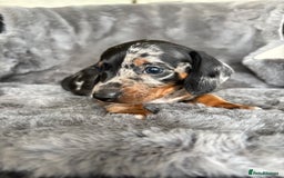 Miniature Dachshund dogs for sale: Stunning mini smooth dachshund pups  - Image 11