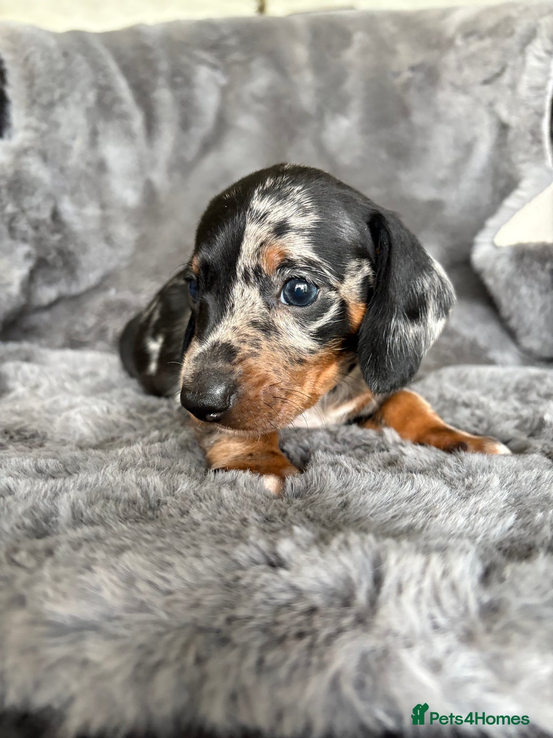 Miniature Dachshund dogs for sale: Stunning mini smooth dachshund pups  - Image 11