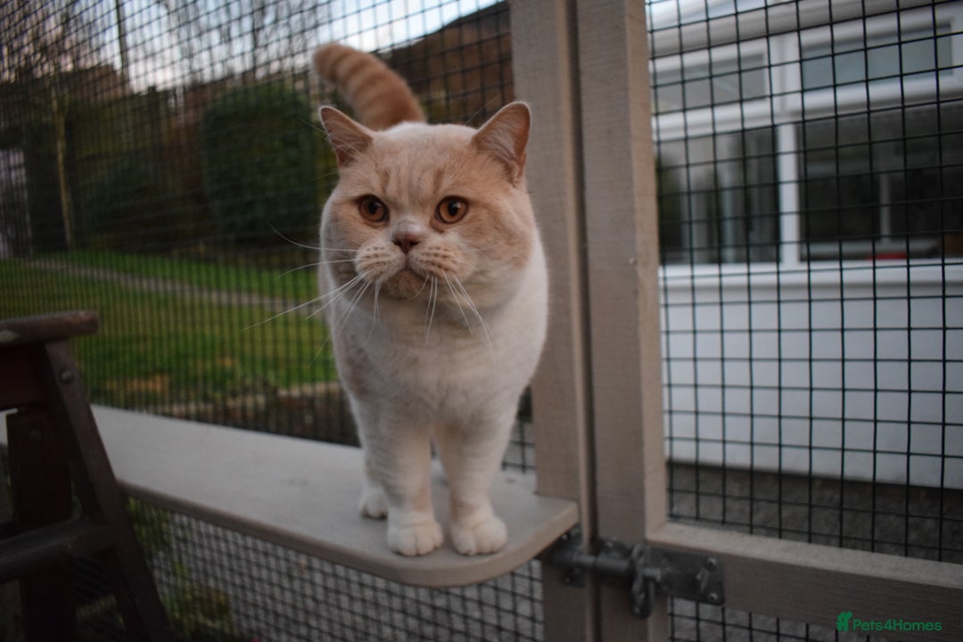 British Shorthair cats for stud: CHAMPION KAROWBIST FLOYDER  in Ruardean - Advert 12
