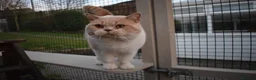 British Shorthair cats for stud: CHAMPION KAROWBIST FLOYDER  in Ruardean - Advert 12