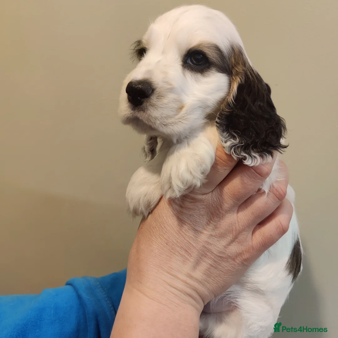 Cocker Spaniel dogs for sale: KC Registered Show Type Cocker Spaniels  - Advert 29