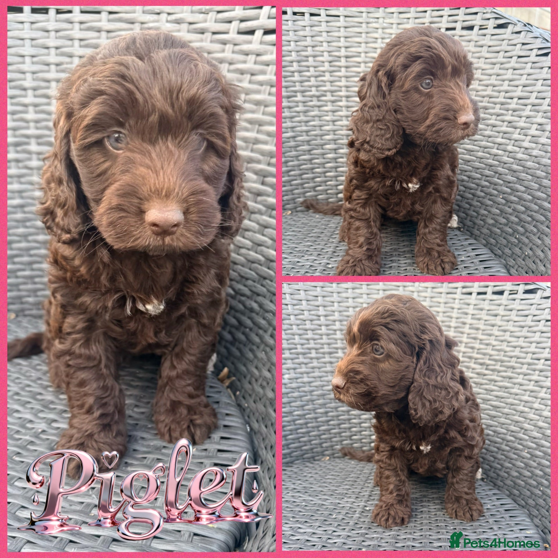 Cockapoo dogs ⭐️Beautiful F1 Cockapoo Puppies⭐️ - Advert 1
